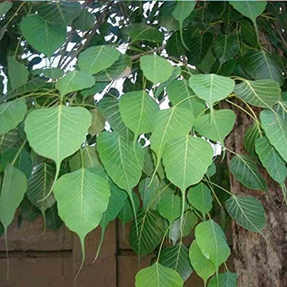 Peepal Tree Seeds – Ficus Religiosa for Avenue and Shade Trees SRI SAI FORESTRY