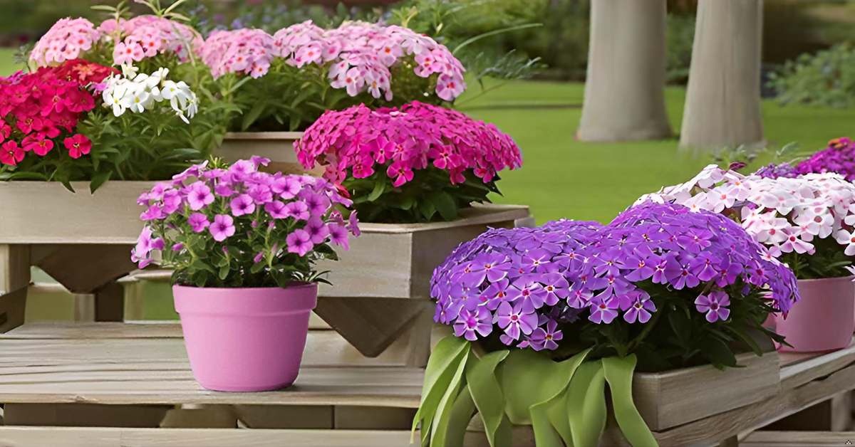Phlox Flower Seeds (100 Seeds, Mixed Colors) – Brighten Up Your Home Garden & Balcony SRI SAI FORESTRY
