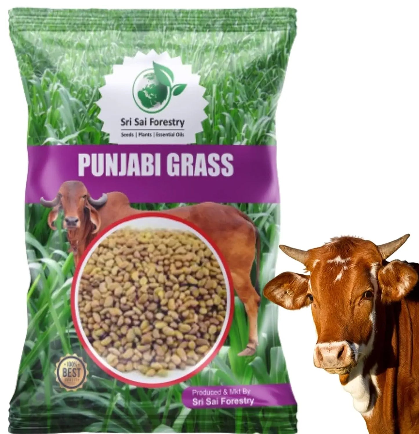Punjabi Grass Seeds for Goat Multi Cut Grass SRI SAI FORESTRY