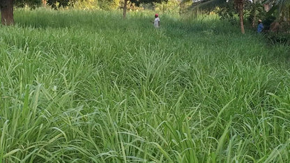 Punjabi Grass Seeds for Goat Multi Cut Grass SRI SAI FORESTRY