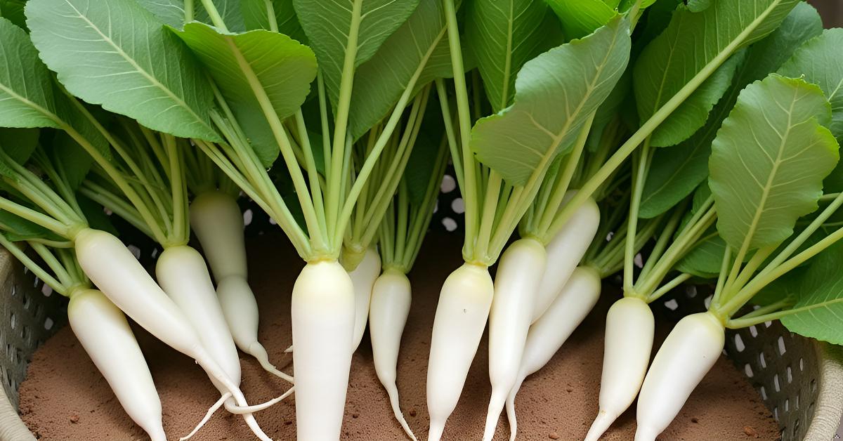 Radish Seeds for Planting - Mooli Muli Mula Mulangi Vegetable Seed for Home Garden SRI SAI FORESTRY