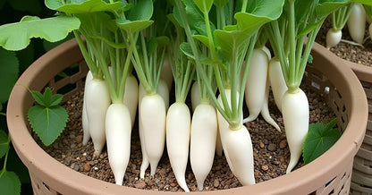 Radish Seeds for Planting - Mooli Muli Mula Mulangi Vegetable Seed for Home Garden SRI SAI FORESTRY