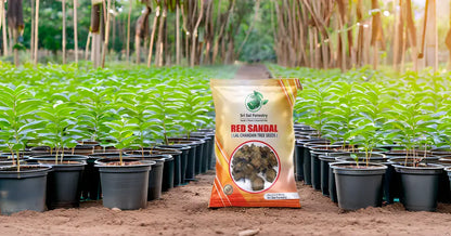Red Sandalwood Tree Seeds for Planting | Lal Chandan | Raktha Chandan Seed SRI SAI FORESTRY