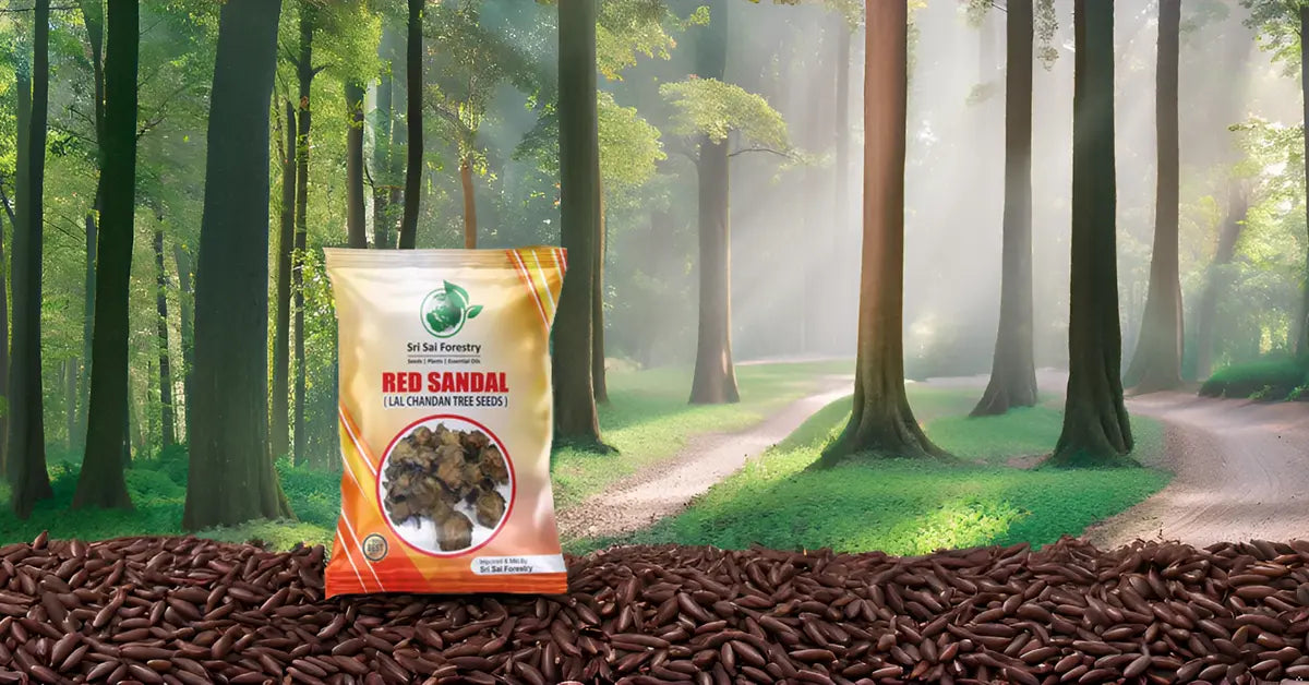 Red Sandalwood Tree Seeds for Planting | Lal Chandan | Raktha Chandan Seed SRI SAI FORESTRY
