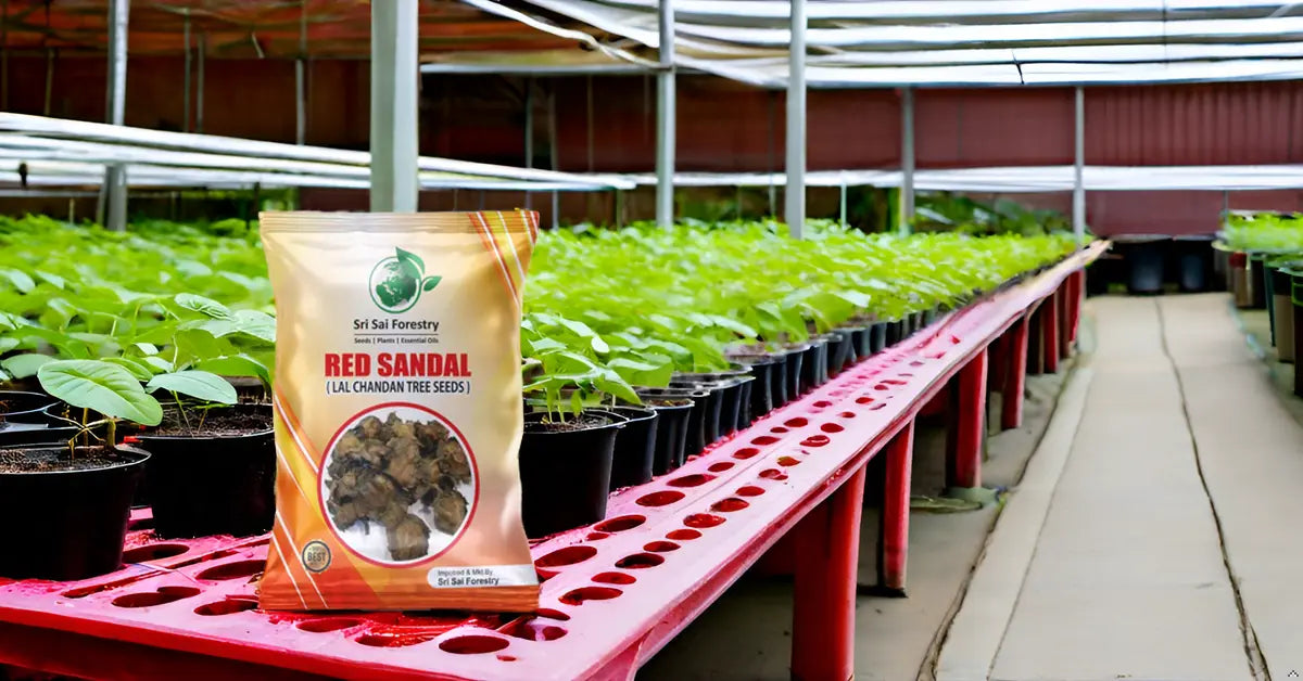 Red Sandalwood Tree Seeds for Planting | Lal Chandan | Raktha Chandan Seed SRI SAI FORESTRY