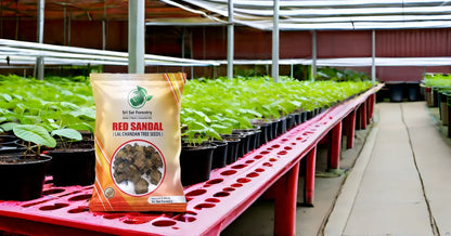 Red Sandalwood Tree Seeds for Planting | Lal Chandan | Raktha Chandan Seed SRI SAI FORESTRY
