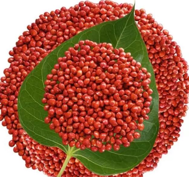 Coral Wood Tree Seeds (Adenanthera Pavonina) – Red Lucky Seeds SRI SAI FORESTRY