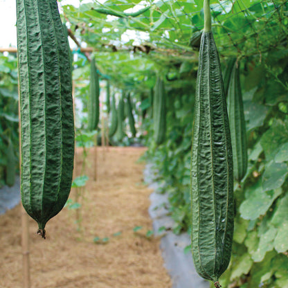 Ridge Gourd Seeds for Planting, Turai Dodka Peerkangai Beerakaya Peechinga Vegetable Seeds for Home Kitchen Terrace Balcony Garden SRI SAI FORESTRY