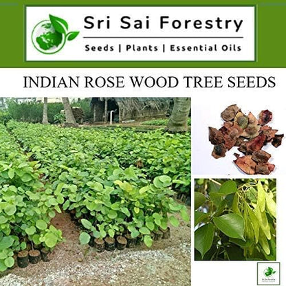 Rosewood Tree Seeds (Dalbergia, Sheesham) – Premium Quality for Agriculture and Plantation Farming SRI SAI FORESTRY