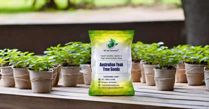 Australian Teak Tree Seeds (Acacia Mangium) – For Landscaping and Timber Growth SRI SAI FORESTRY