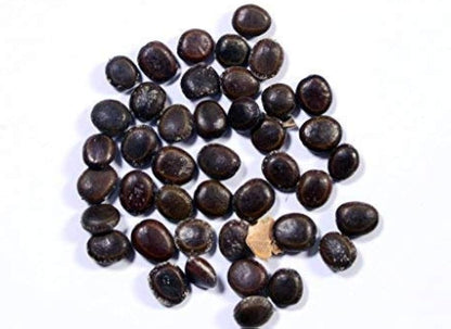 Babul (Acacia Nilotica) Tree Seeds – Fast-Growing, Multi-Purpose Tree for Firewood & Live Fencing SRI SAI FORESTRY