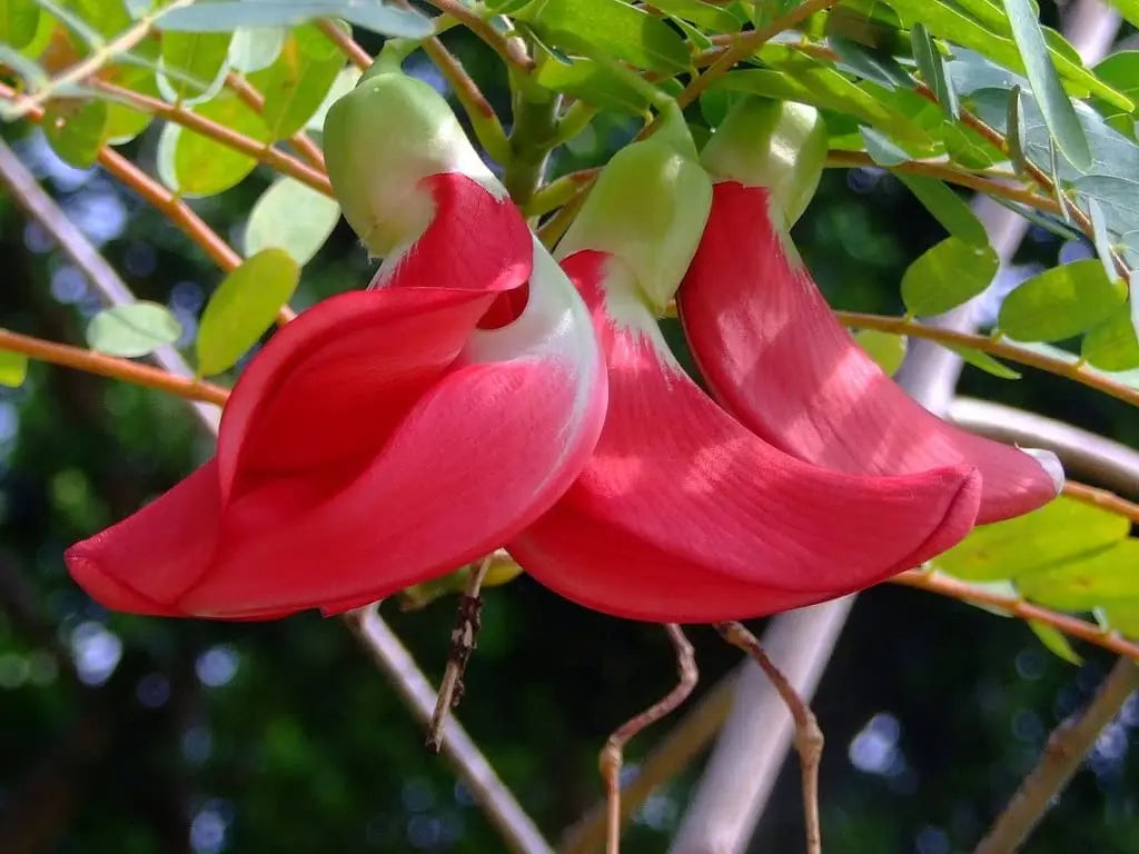 Sesbania Grandiflora Seeds - HumingBird, Agati Tree Seed SRI SAI FORESTRY