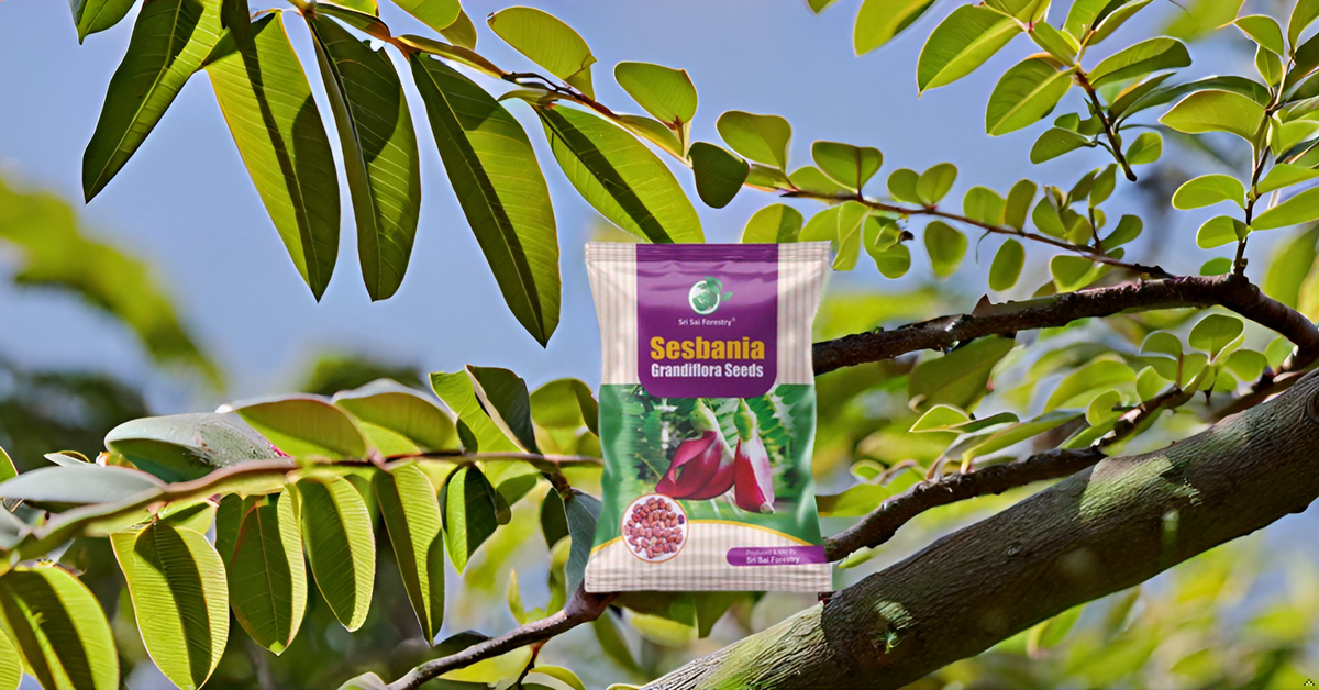 Sesbania Grandiflora Seeds - HumingBird, Agati Tree Seed SRI SAI FORESTRY