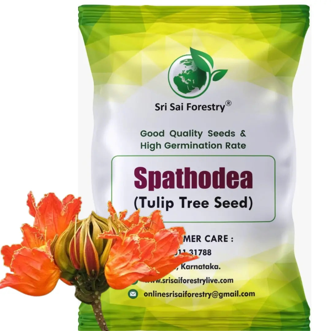 Spathodea Tulip Tree Seeds – Flame-of-the-Forest (Nandi Flame) SRI SAI FORESTRY