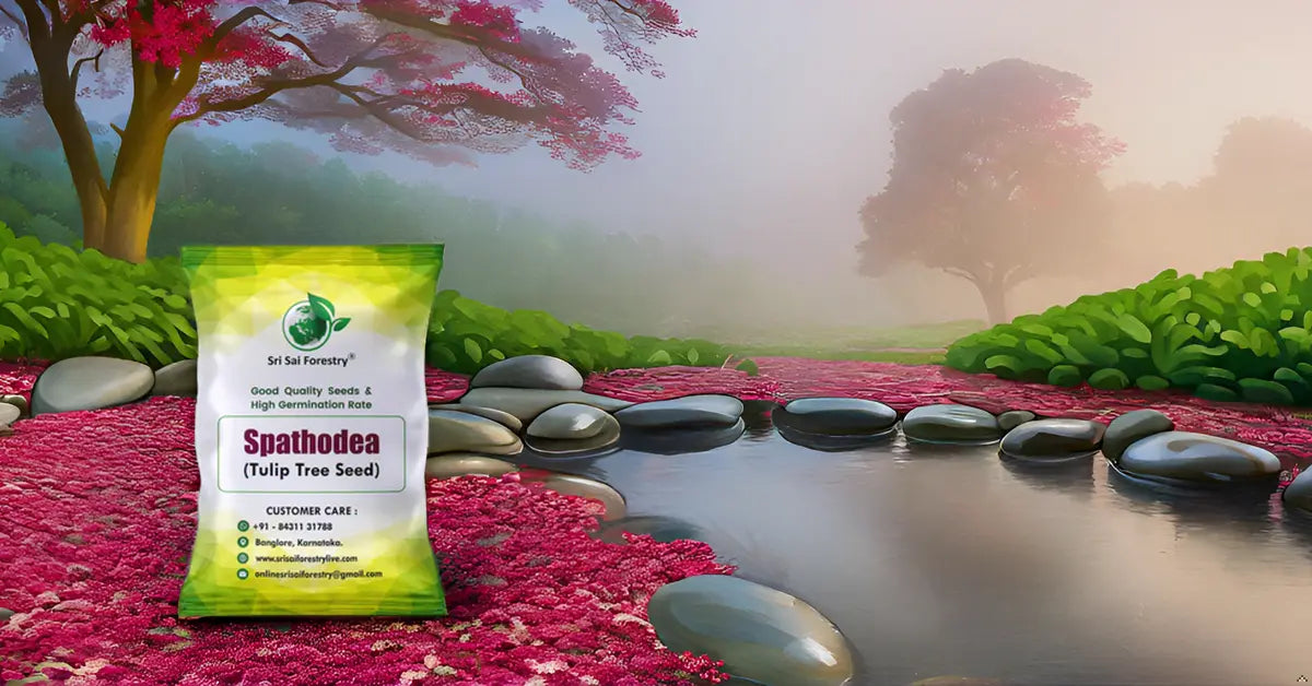 Spathodea Tulip Tree Seeds – Flame-of-the-Forest (Nandi Flame) SRI SAI FORESTRY