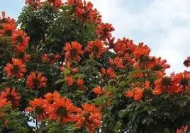 Spathodea Tulip Tree Seeds – Flame-of-the-Forest (Nandi Flame) SRI SAI FORESTRY