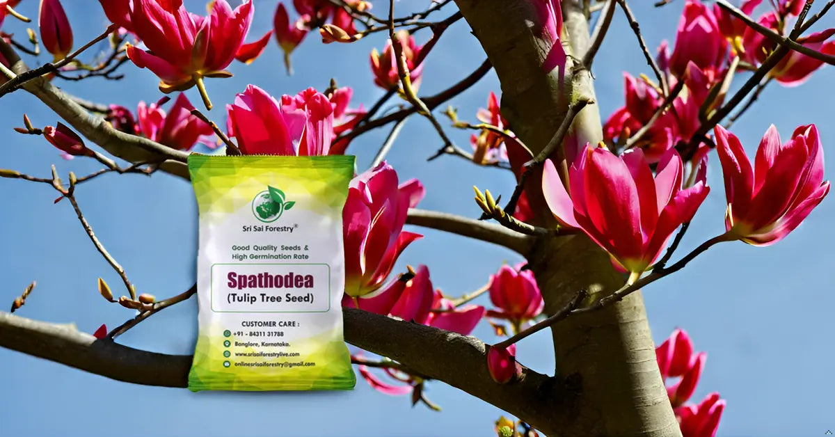 Spathodea Tulip Tree Seeds – Flame-of-the-Forest (Nandi Flame) SRI SAI FORESTRY