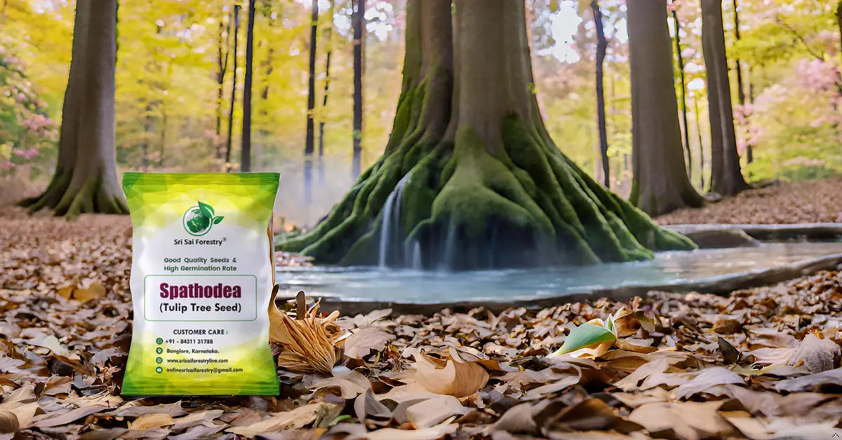 Spathodea Tulip Tree Seeds – Flame-of-the-Forest (Nandi Flame) SRI SAI FORESTRY