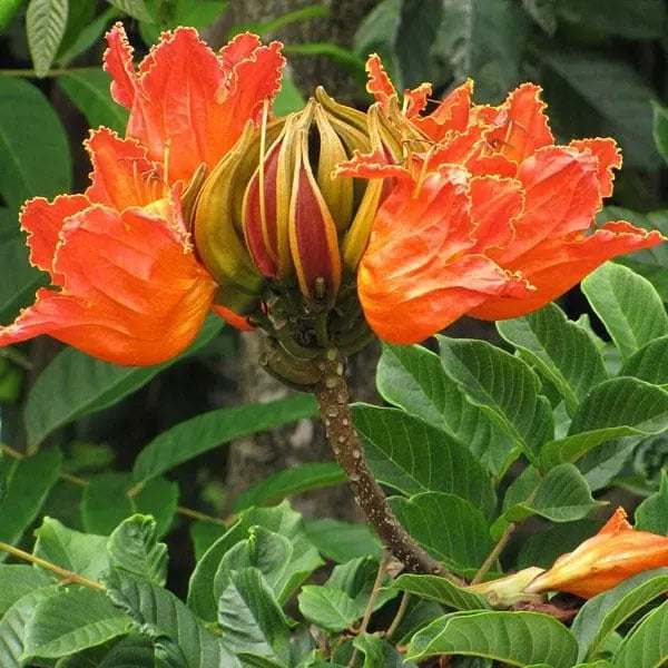 Spathodea Tulip Tree Seeds – Flame-of-the-Forest (Nandi Flame) SRI SAI FORESTRY