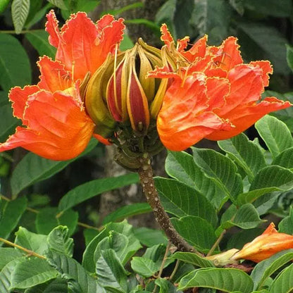 Spathodea Tulip Tree Seeds – Flame-of-the-Forest (Nandi Flame) SRI SAI FORESTRY