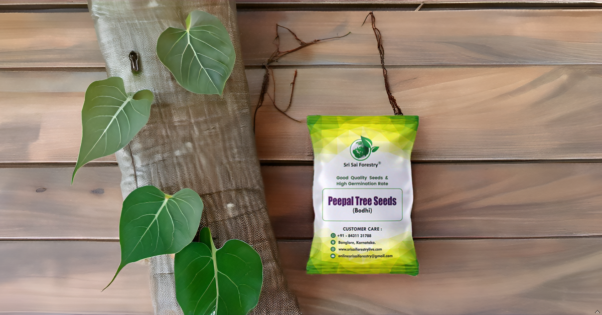 Peepal Tree Seeds – Ficus Religiosa for Avenue and Shade Trees SRI SAI FORESTRY