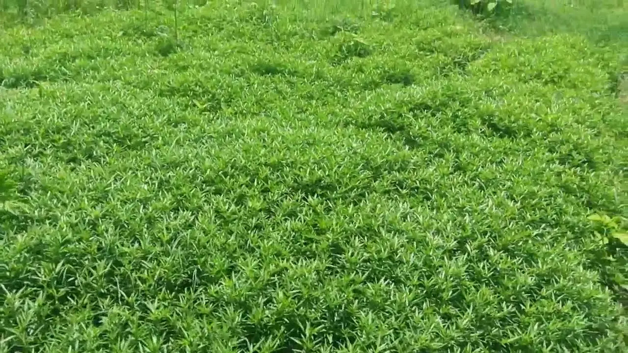 Stylo Hameta Grass Seeds for Animal Fodder | Stylo Hamata Grass SRI SAI FORESTRY