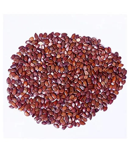 Subabul Seeds for Animal Fodder and Green Manure SRI SAI FORESTRY