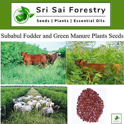 Subabul Seeds for Animal Fodder and Green Manure SRI SAI FORESTRY