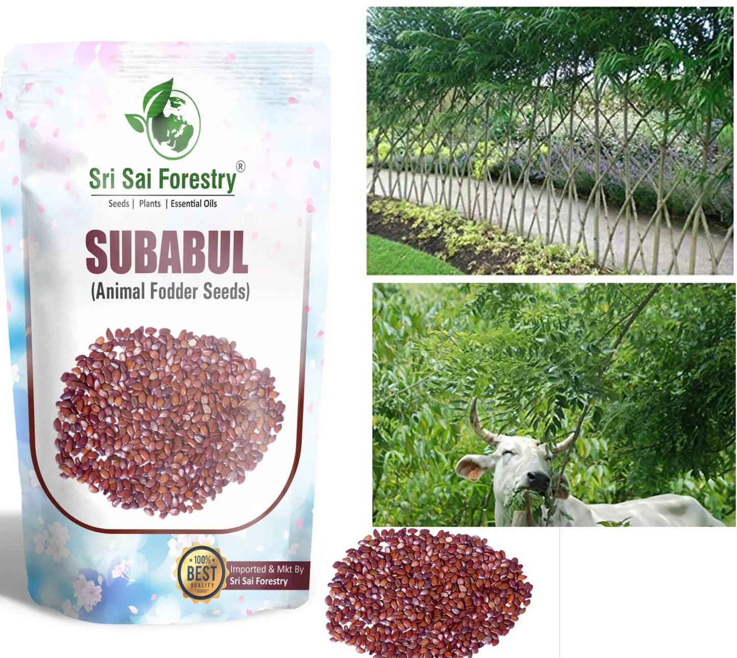 Subabul Seeds for Animal Fodder and Green Manure SRI SAI FORESTRY