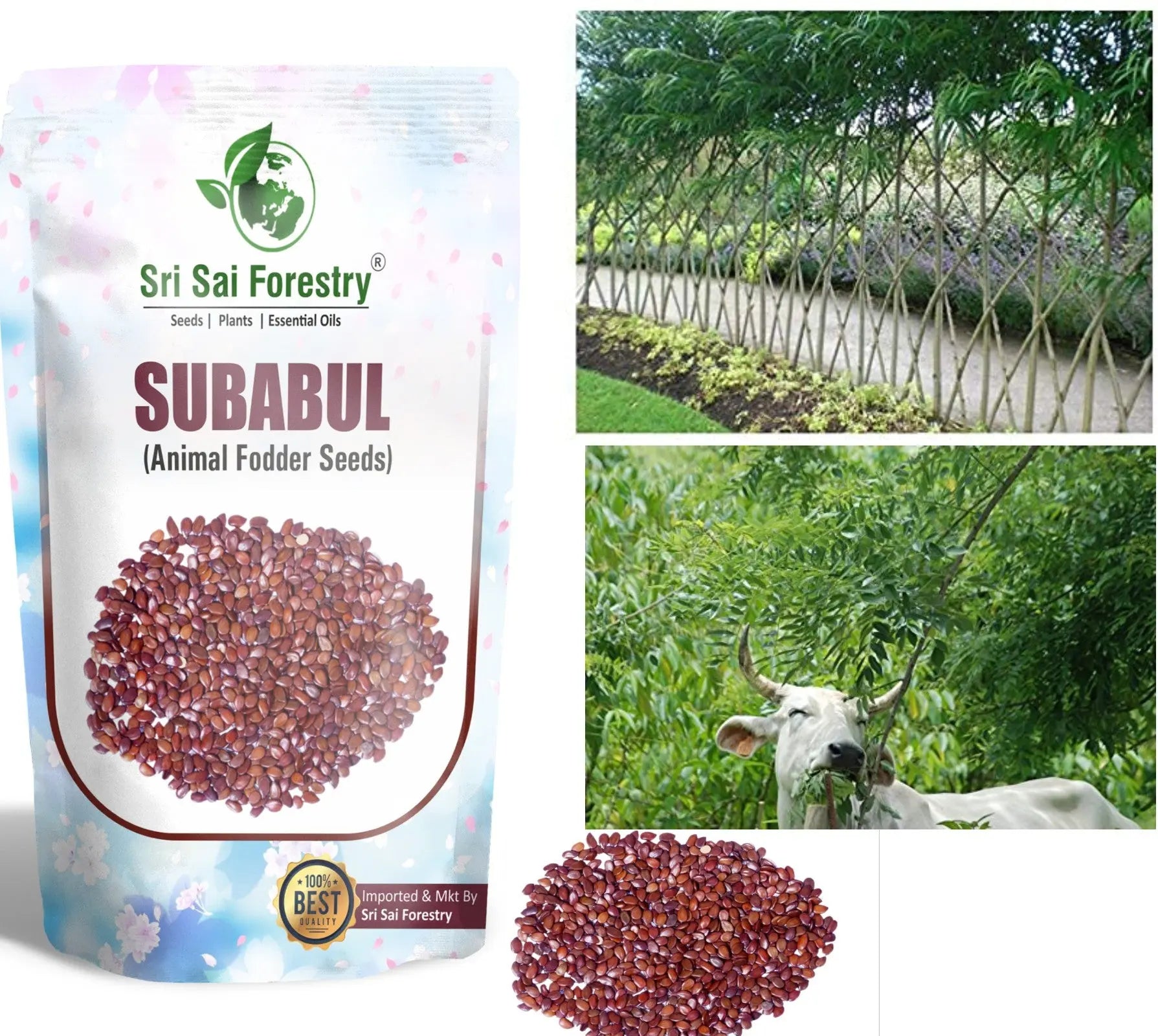 Subabul Seeds for Animal Fodder and Green Manure SRI SAI FORESTRY