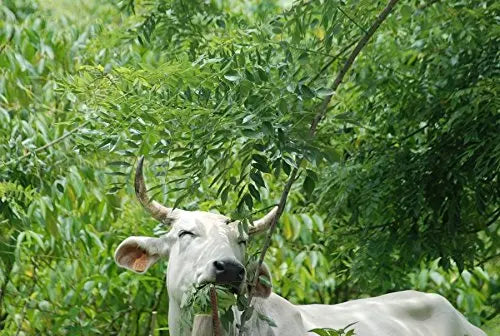 Subabul Seeds for Animal Fodder and Green Manure SRI SAI FORESTRY