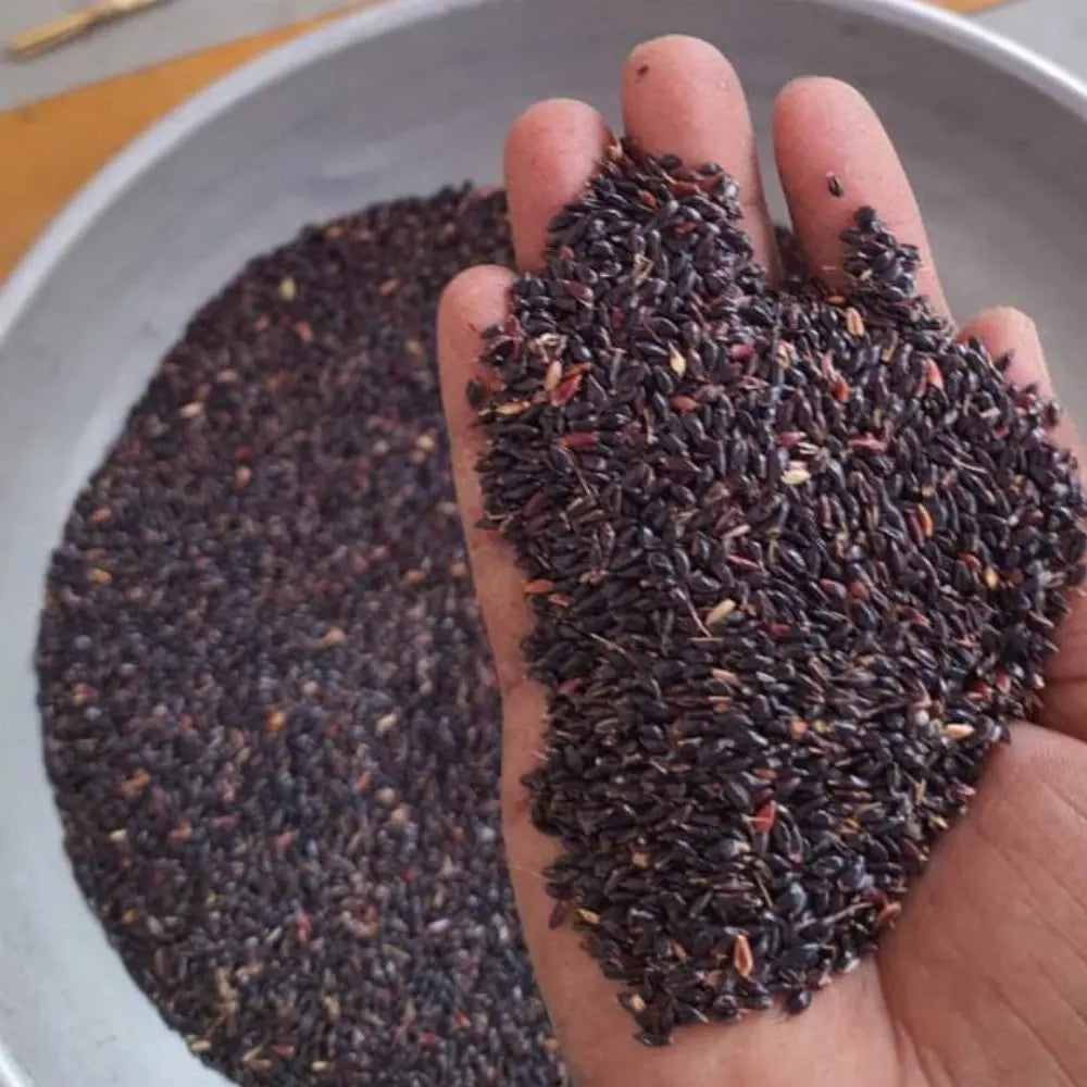 Super Napier Grass Seeds for Cattle | High Yield Hybrid Multi Cut Grass SRI SAI FORESTRY