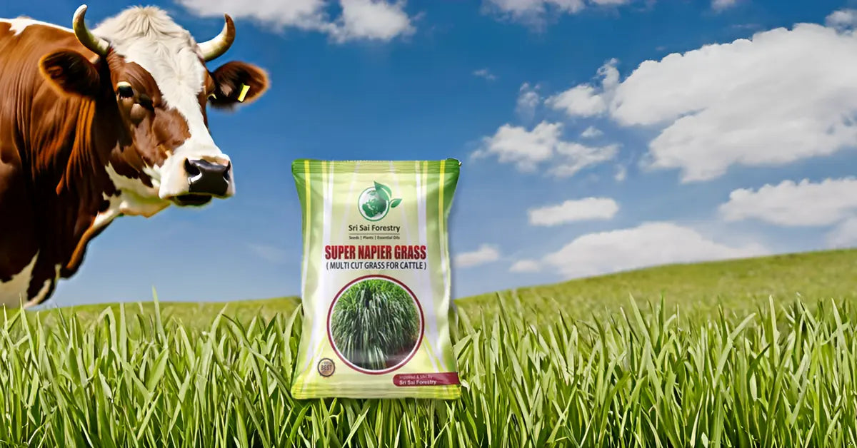 Super Napier Grass Seeds for Cattle | High Yield Hybrid Multi Cut Grass SRI SAI FORESTRY