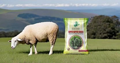 Super Napier Grass Seeds for Cattle | High Yield Hybrid Multi Cut Grass SRI SAI FORESTRY