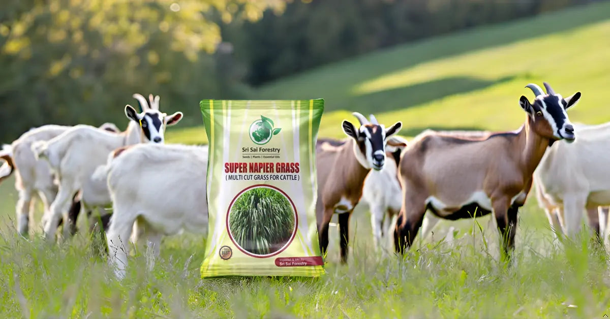Super Napier Grass Seeds for Cattle | High Yield Hybrid Multi Cut Grass SRI SAI FORESTRY