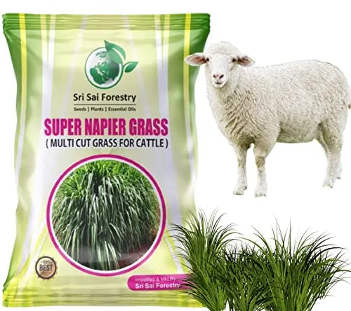 Super Napier Grass Seeds for Cattle | High Yield Hybrid Multi Cut Grass SRI SAI FORESTRY