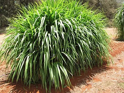 Super Napier Grass Seeds for Cattle | High Yield Hybrid Multi Cut Grass SRI SAI FORESTRY