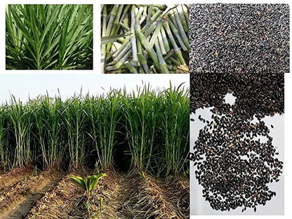 Super Napier Grass Seeds for Cattle | High Yield Hybrid Multi Cut Grass SRI SAI FORESTRY