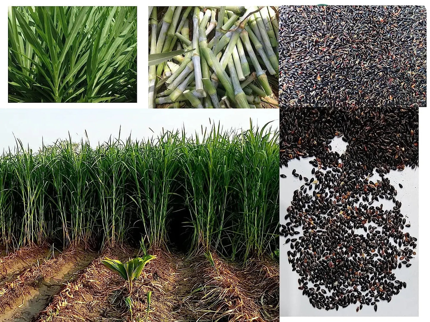 Super Napier Grass,Hybrid Grass,Australian Red Napier Grass,Elephant Grass Seeds SRI SAI FORESTRY