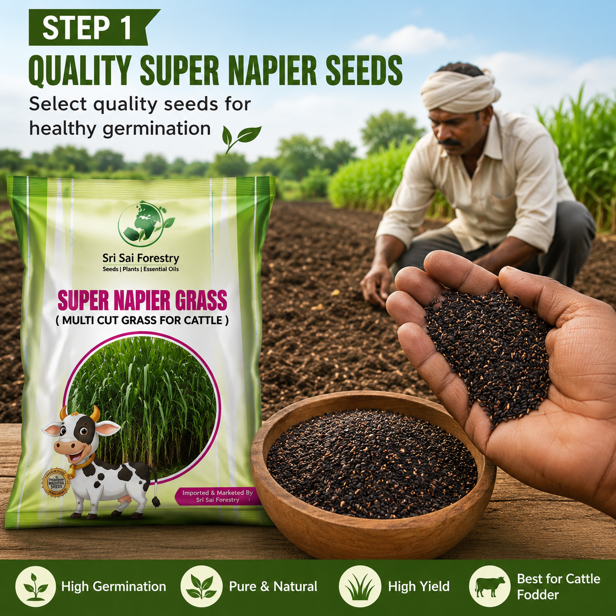 Super Napier Grass Seeds for Cattle | High Yield Hybrid Multi Cut Grass SRI SAI FORESTRY