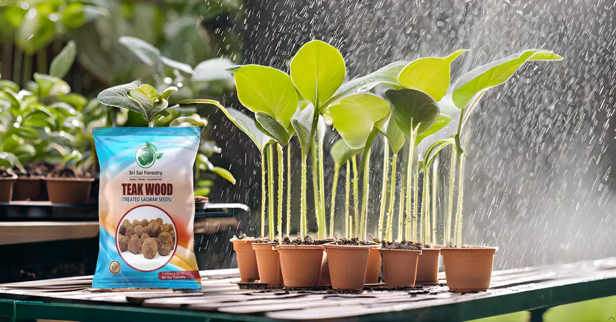 Teak Wood Seeds (Tectona Grandis) Sagwan Tree Seeds SRI SAI FORESTRY