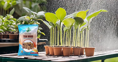 Teak Wood Seeds (Tectona Grandis) Sagwan Tree Seeds SRI SAI FORESTRY