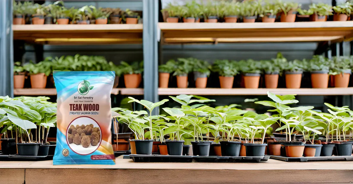 Teak Wood Seeds (Tectona Grandis) Sagwan Tree Seeds SRI SAI FORESTRY