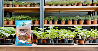 Teak Wood Seeds (Tectona Grandis) Sagwan Tree Seeds SRI SAI FORESTRY