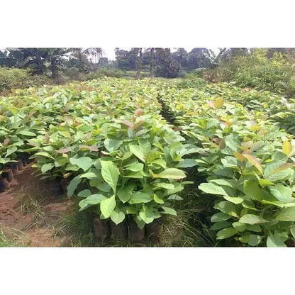 Teak Wood Seeds (Tectona Grandis) Sagwan Tree Seeds SRI SAI FORESTRY