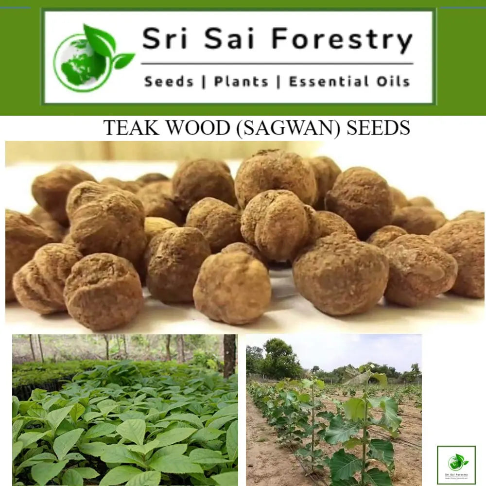 Teak Wood Seeds (Tectona Grandis) Sagwan Tree Seeds SRI SAI FORESTRY