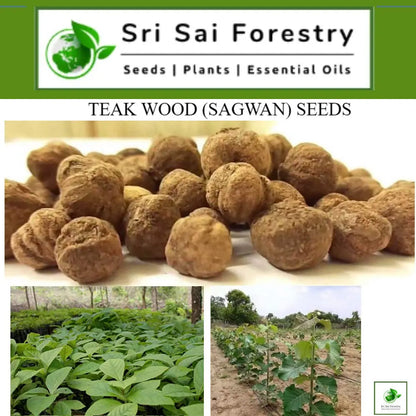 Teak Wood Seeds (Tectona Grandis) Sagwan Tree Seeds SRI SAI FORESTRY