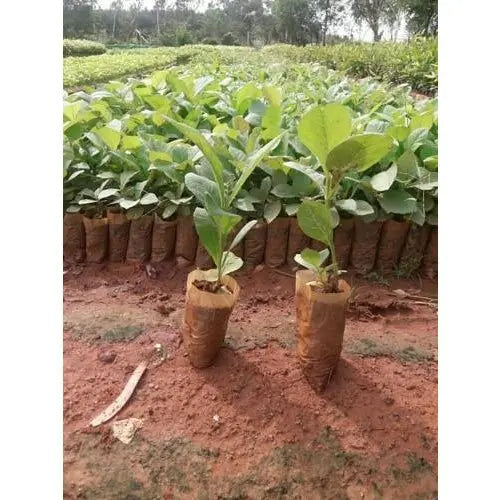 Teak Wood Seeds (Tectona Grandis) Sagwan Tree Seeds SRI SAI FORESTRY