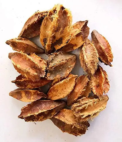 Terminalia Arjuna Seeds for Planting SRI SAI FORESTRY