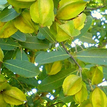 Terminalia Arjuna Seeds for Planting SRI SAI FORESTRY